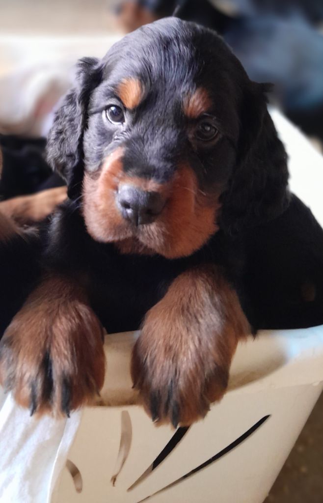 Du Mas De Jeauffroide - Chiots disponibles - Setter Gordon