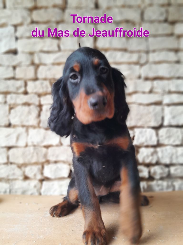 Du Mas De Jeauffroide - Chiots disponibles - Setter Gordon